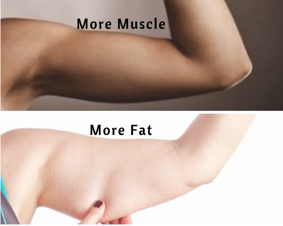 muscle n fat.png