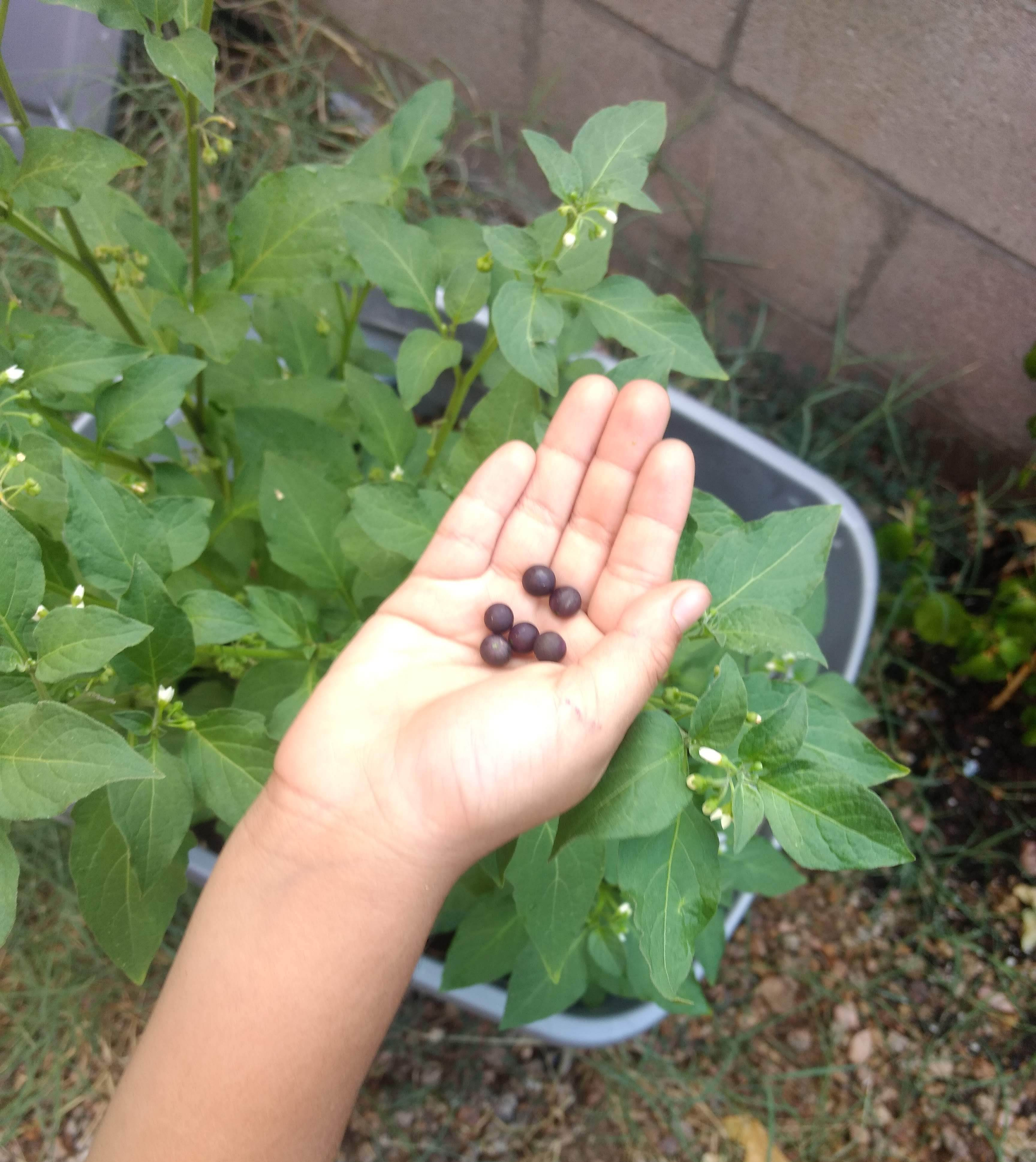 Child plucking berries from backyard